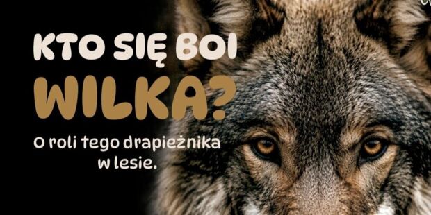 Kto się boi wilka